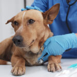 The veterinarian doctor treating, checking on dog at vet clinic.